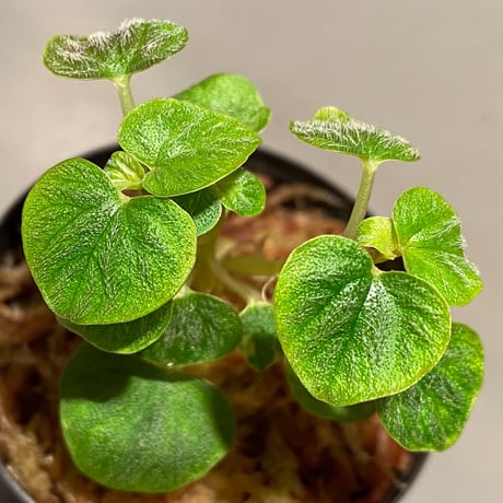 Peperomia sp. from Iquitos Peru [tanakay]