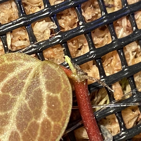 Peperomia sp. (インボイスbicolor)