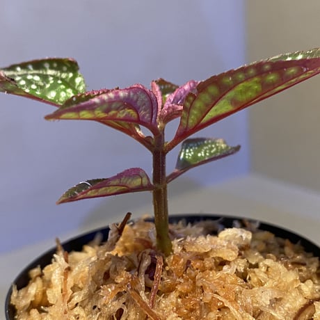 Sonerila sp. wf1 from Phang Nga Thailand [KZT]