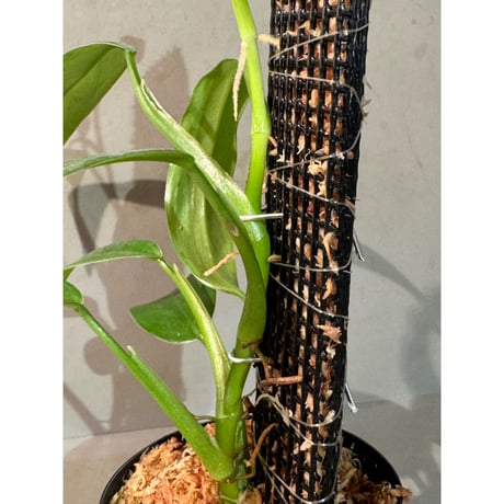 Philodendron sp. from Iquitos Peru [tanakay]