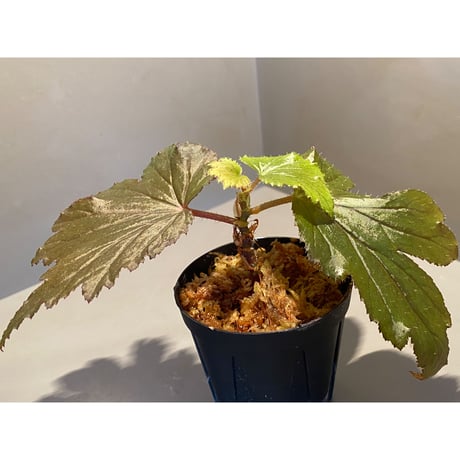 Begonia Hyb. (Halmahera × Aceh)
