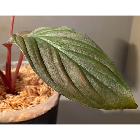 Homalomena sp. from Pahang Malaysia [R0718-02] RIO