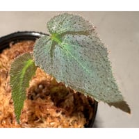 Begonia sp. from Sumatera Utara [HW0816-01]