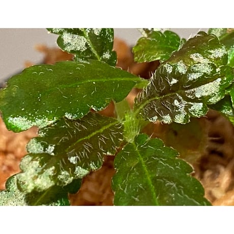(２芽立ち) Nautilocalyx pemphidius
