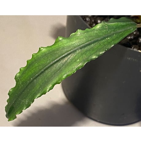Bucephalandra sp. "Crocodile"