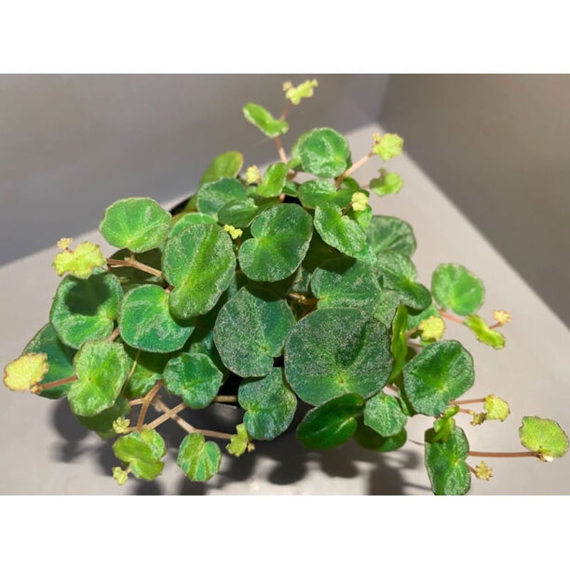 Begonia lichenora (sp.Mini) from Kalimantan Sar