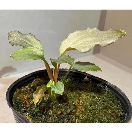 Homalomena sp. "Platinum Velvet" from Kepulauan Riau [KN]