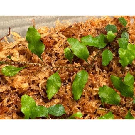 Microgramma heterophylla 伊藤蟻植物農園