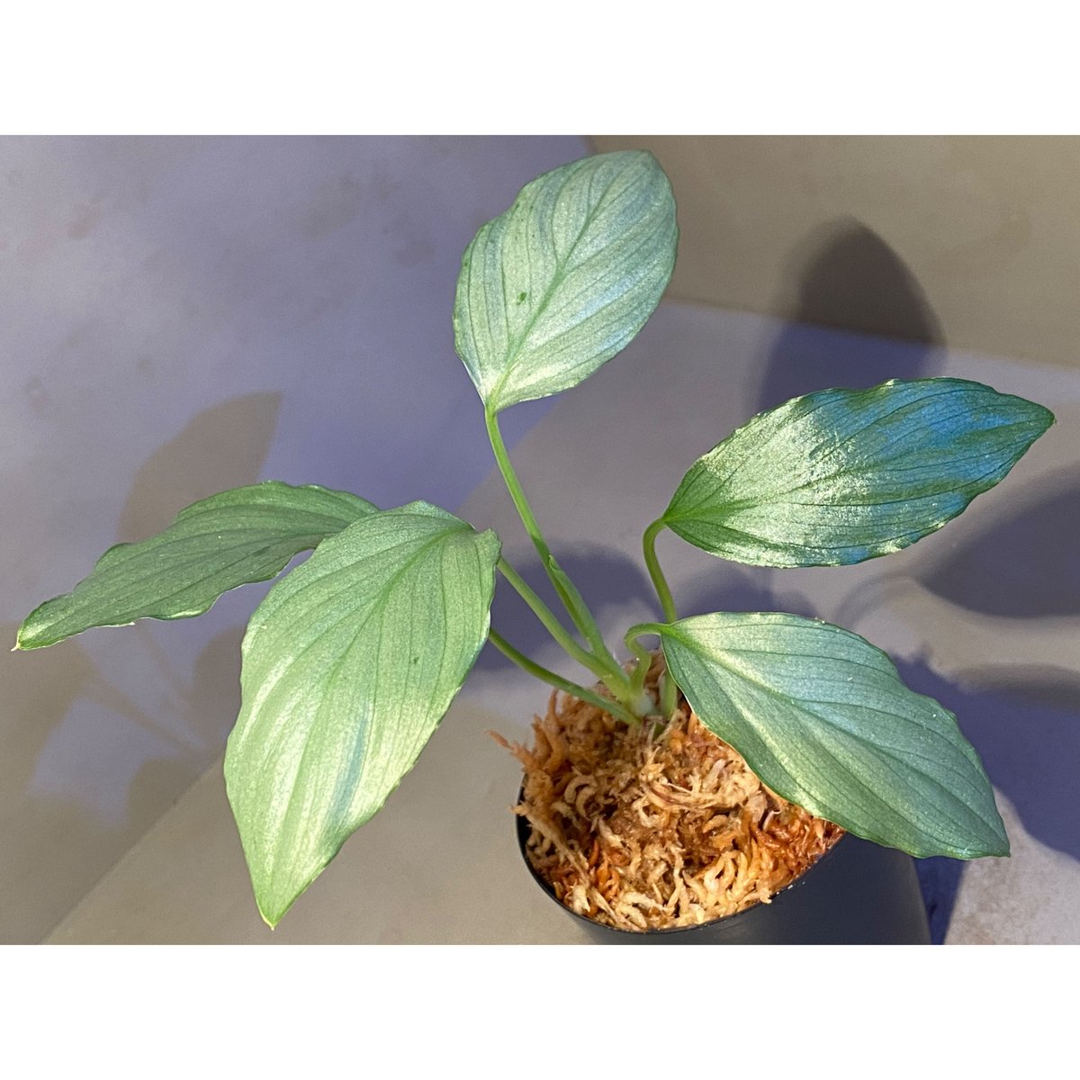 o*n様 Homalomena from Kalimantan ホマロメナ o*n様 Homalomena from Kalimantan ホマロメナ o*n様 Homalomena