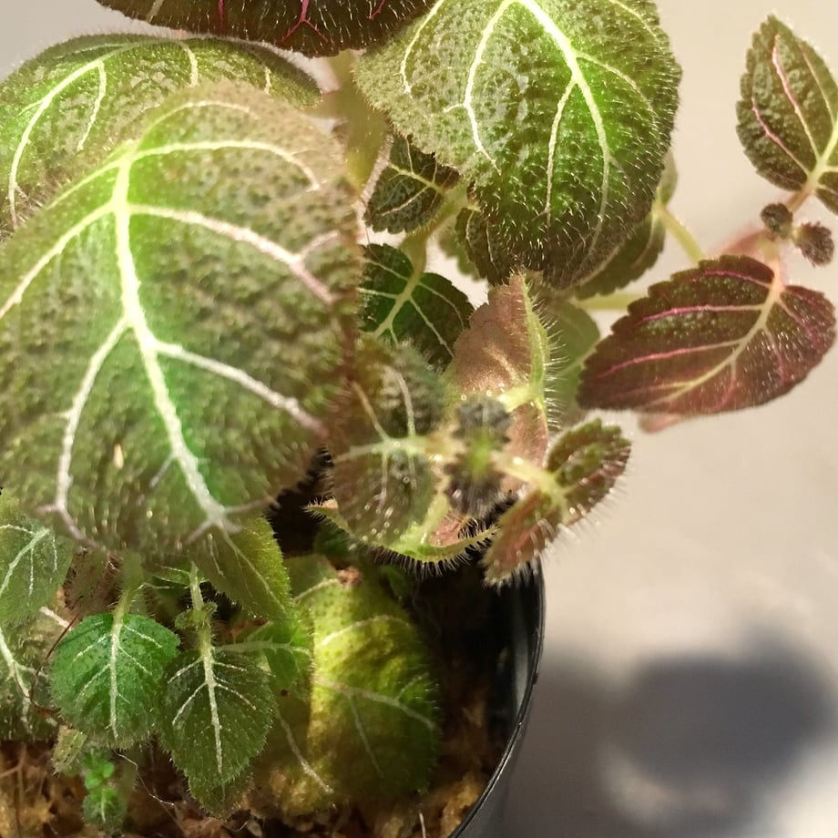 5ccfe6974da8526fd9baef07