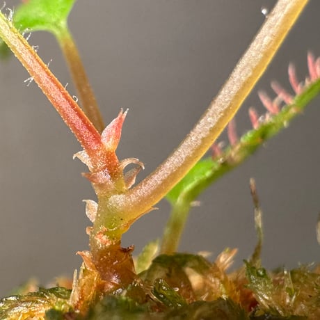Begonia ambodiforahensis from Madagascar [LA0022-05z]