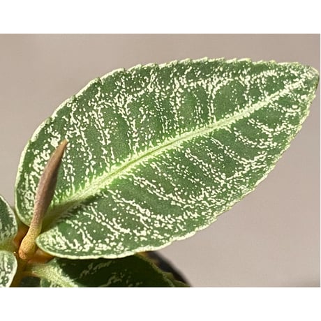 Labisia sp. " Silver Net" BNN from Sibolga timur [AZ1016-2]