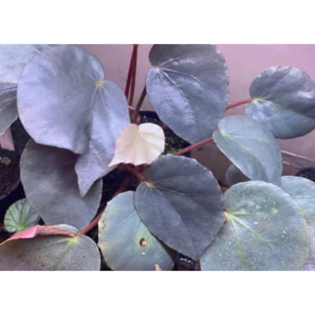 Begonia sp. f1 from Sumatera [NT ORCHID]
