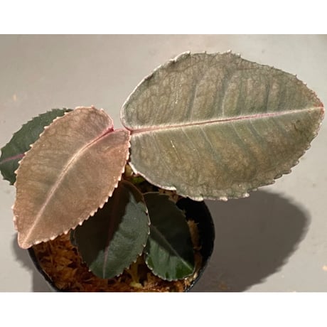 Labisia sp. from Malaysia [KN]