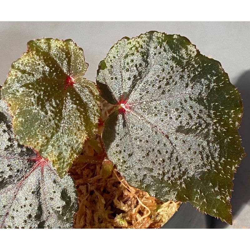 Begonia sp. from North Toraja [S0919-02] 伊藤蟻植物農