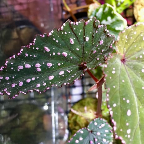 Begonia gracilicyma from Sumatera
