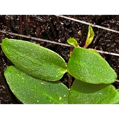 Marcgravia sp. from Colombia [LA0316-03]