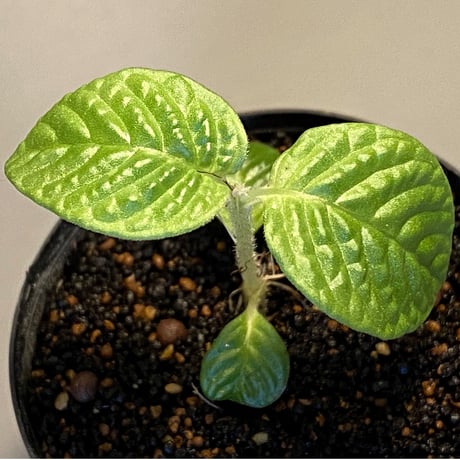 Gesneria sp. from "Kayu lapis" [TB]