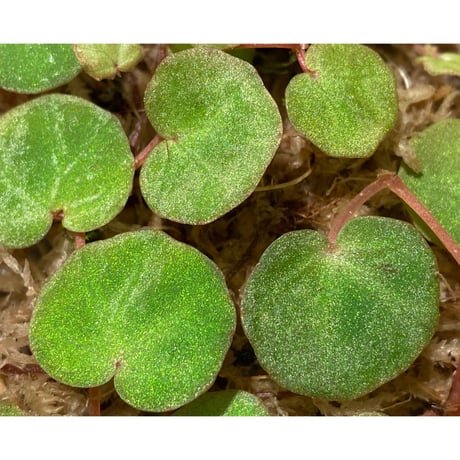 Begonia lichenora (sp.Mini) from Kalimantan Sarawak border [LA]