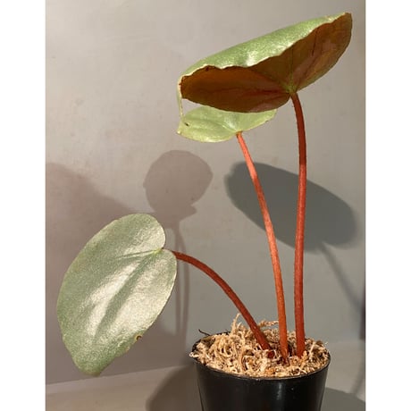 Begonia sp. f1 from Sumatera [NT ORCHID]