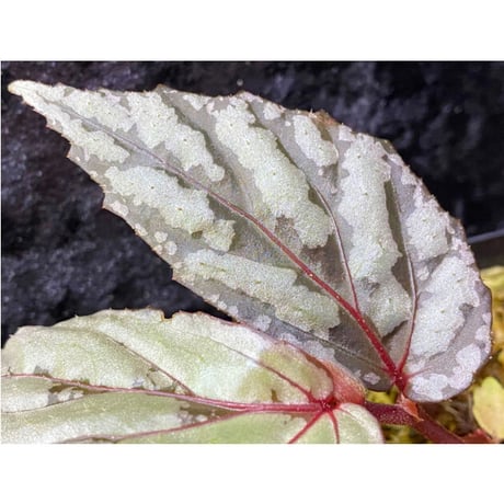 Begonia sp. from Sarawak