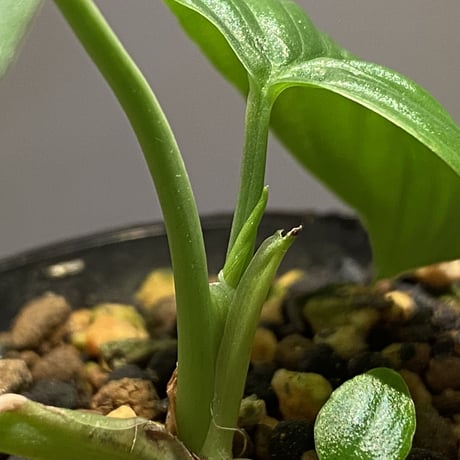 Homalomena sp. "Aceh selatan" from Aceh sumatera [TB]