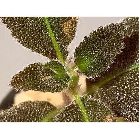 Pearcea schimpfii from Ecuador