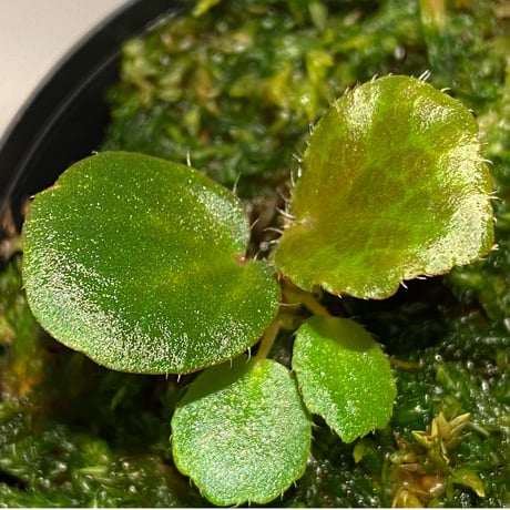 Begonia blancii