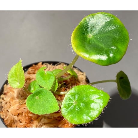 Begonia kingiana from Jerantut [TK170717]