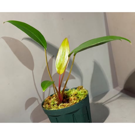 Homalomena sp. "Tsubaki" HW-GR from Resun Pulau Lingga [HW1017-02]