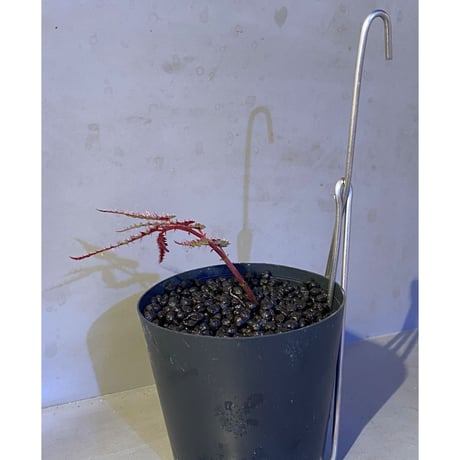 Begonia pteridiformis from Thailand