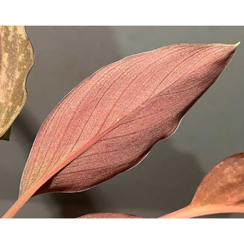 Homalomena sp. 