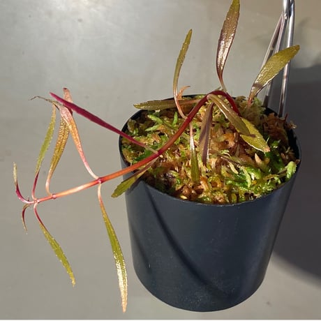 Sonerila linearis from Kedah Malaysia [LA0717-02]