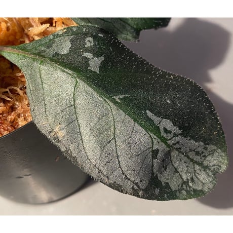 Gymnostachyum sp. from Tigalingga [HW0219-02]