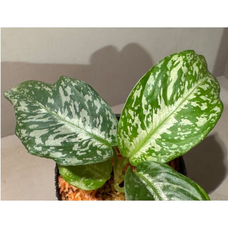 Schismatoglottis Rongisupata from West Kalimantan [KN]