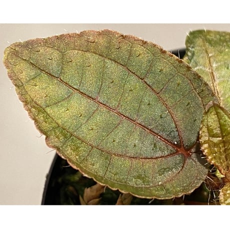 Phyllagathis sp. from Cao Bang Viet Nam [R1217-02]