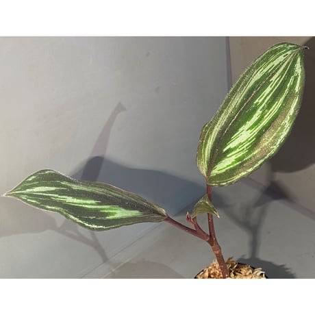 Spatholirion sp. from Guangxi