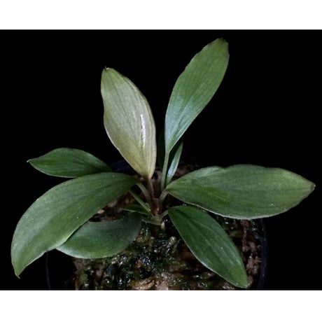 Homalomena cf. hasei from Aceh sumatera [LA1118-03]