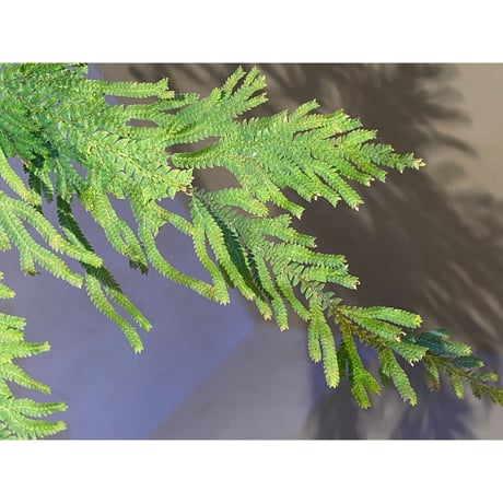 Selaginella sp. from Sangkhlaburi Kanchanaburi Thailand ④
