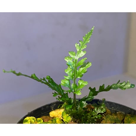 Bolbitis sp. from Kidapawan Mindanao