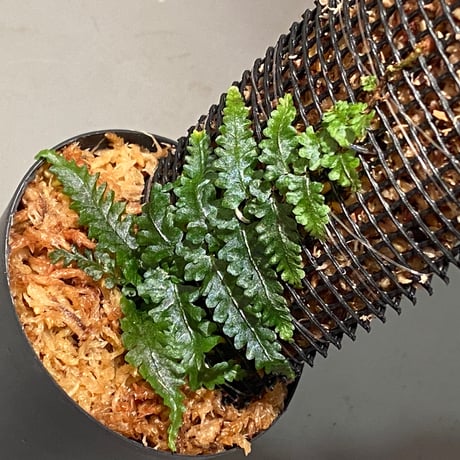 Teratophyllum rotundifoliatum