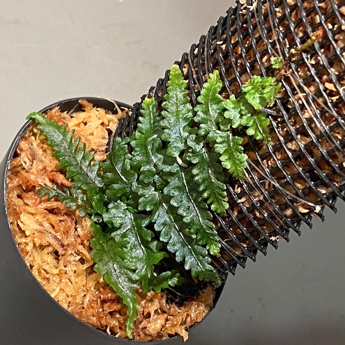 着生シダ】Teratophyllum rotundifoliatum