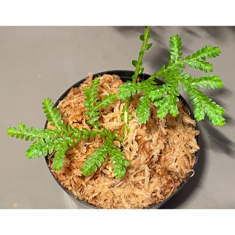 Selaginella plana 伊藤蟻植物農園
