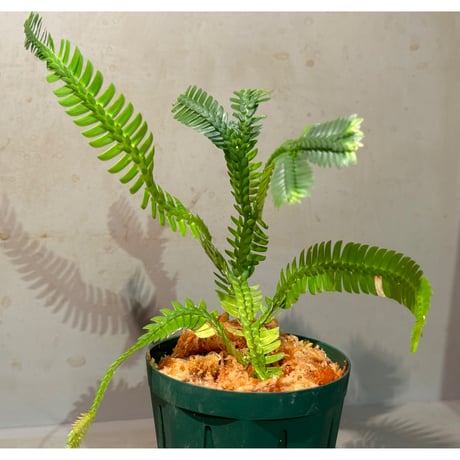 Selaginella sp. from Sanggau