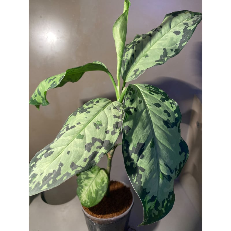 Aglaonema pictum 