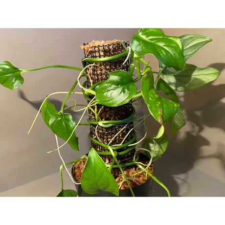 Philodendron sp. from Iquitos Peru [tanakay]