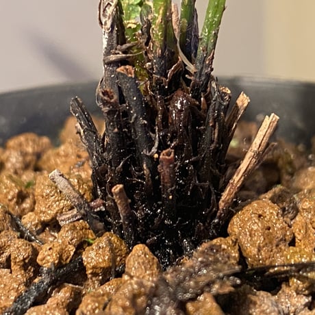 Blechnum obtusatum var. obtusatum from New Caledonia (固有種)