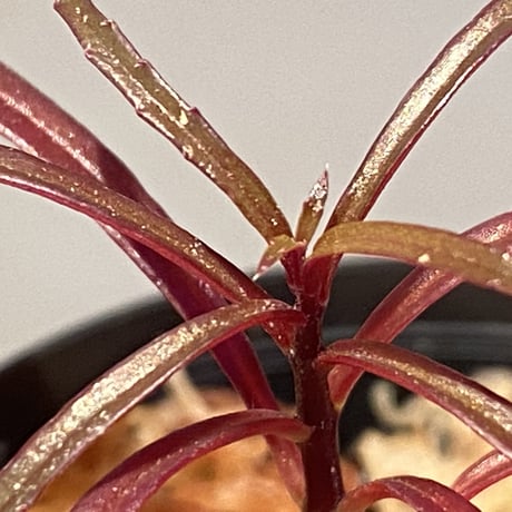 Sonerila linearis from Kedah Malaysia [LA0717-02]