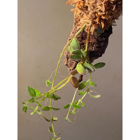 Columnea gloriosa
