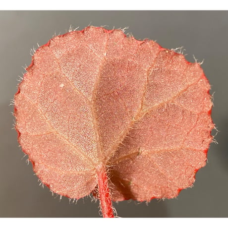 Begonia sp. from Chiku Kelantan